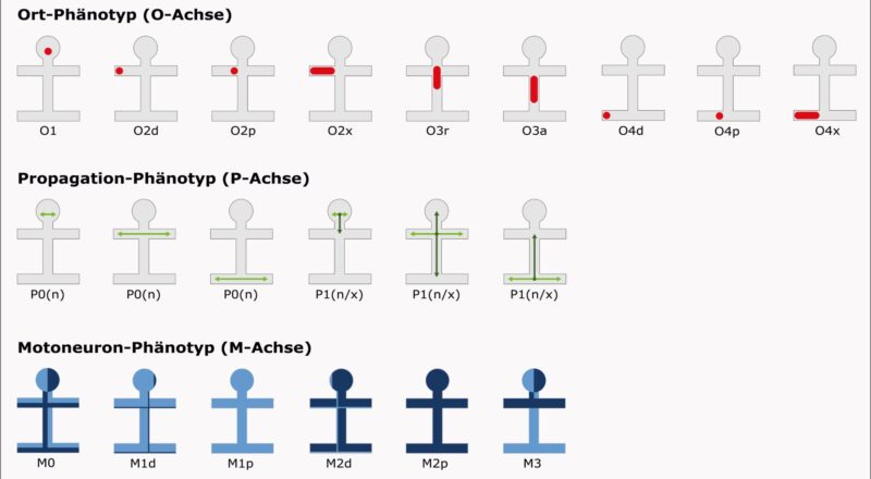 amyotrophe-lateralsklerose-als-phenotypen-opm
