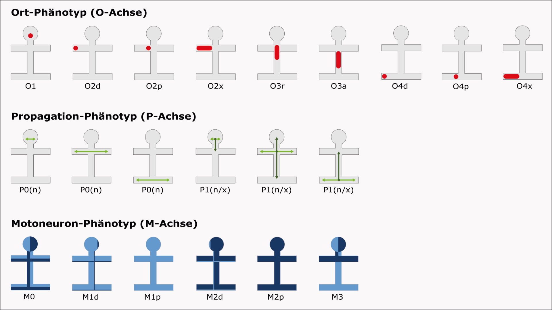 amyotrophe-lateralsklerose-als-phenotypen-opm